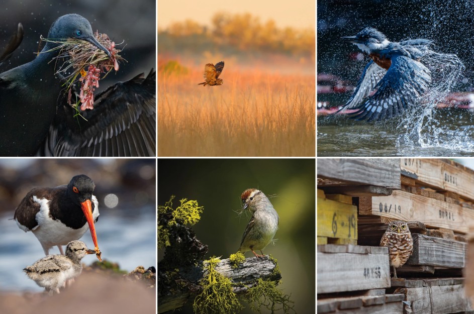 Khám Phá Thế Giới Chim Muông Qua Ống Kính Nghệ Thuật Tại Audubon Photography Awards 2025