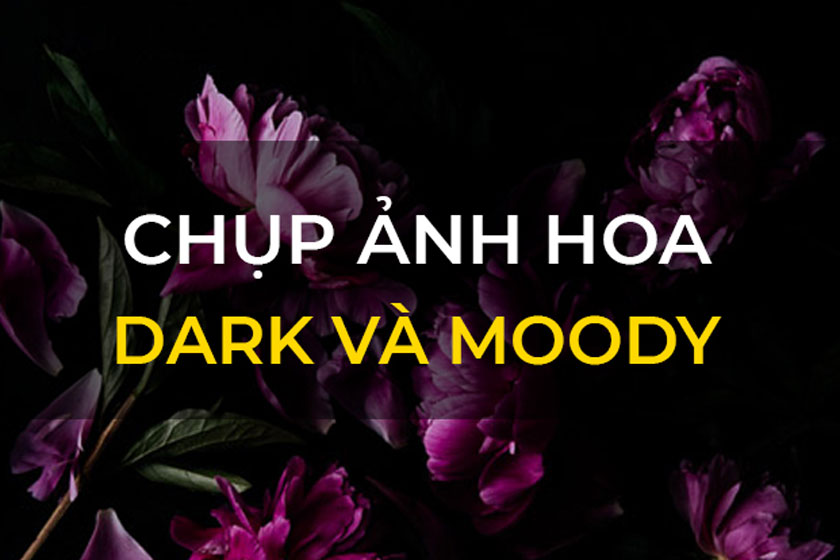 7 kinh nghiệm Chụp ảnh hoa phong cách Dark and Moody
